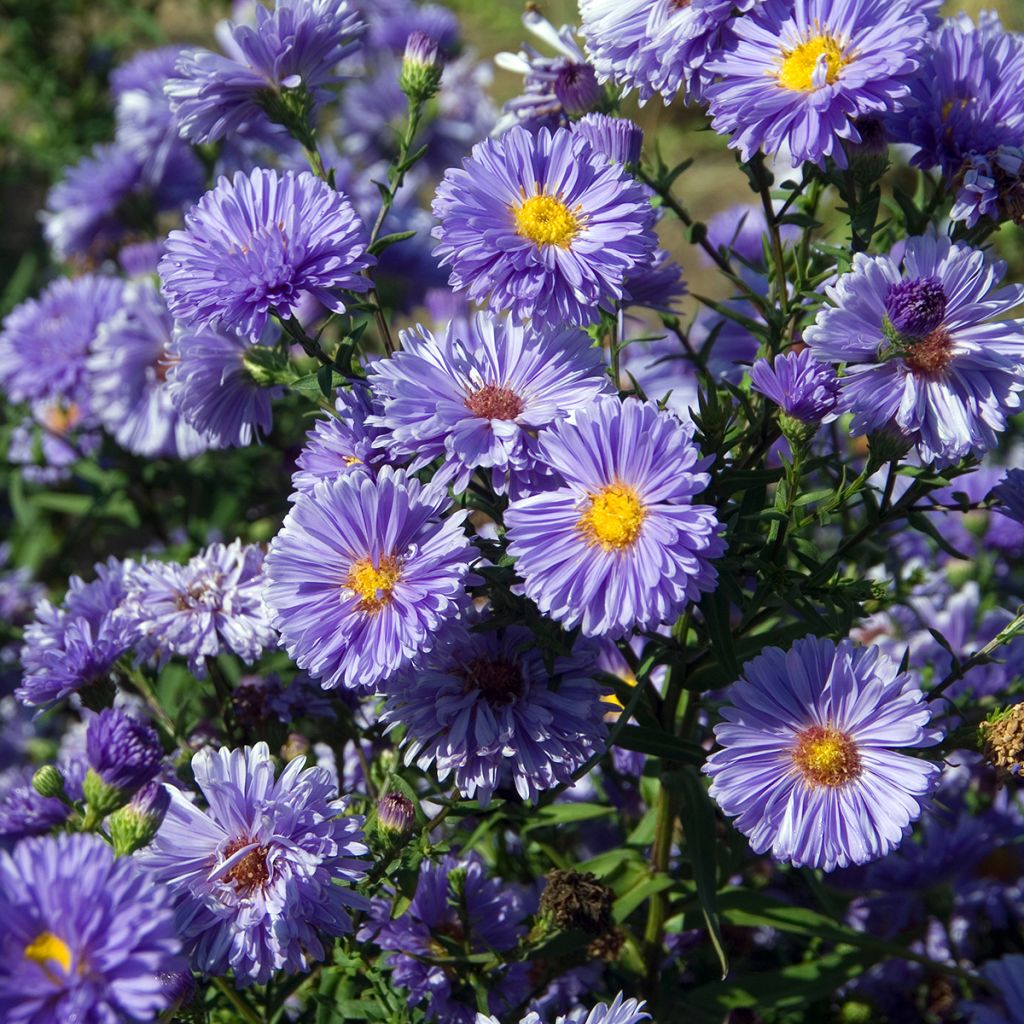 Aster novi-belgii Marie Ballard - Astro settembrino