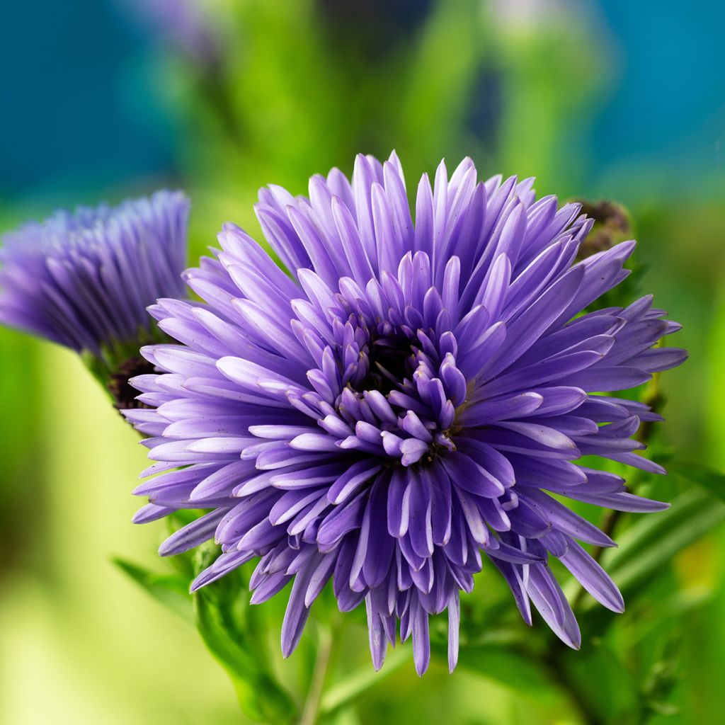 Aster novi-belgii Marie Ballard - Astro settembrino