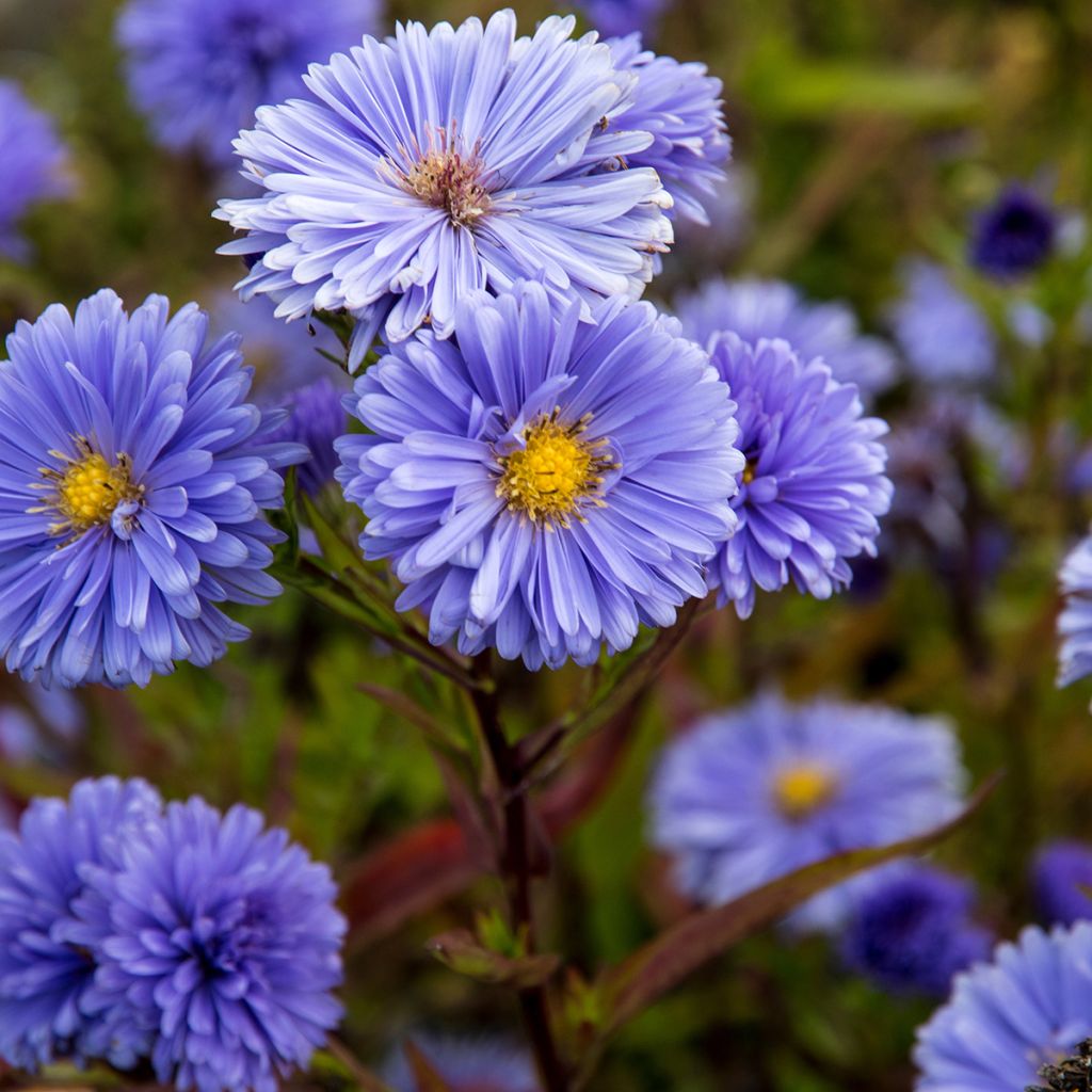 Aster novi-belgii Marie Ballard - Astro settembrino