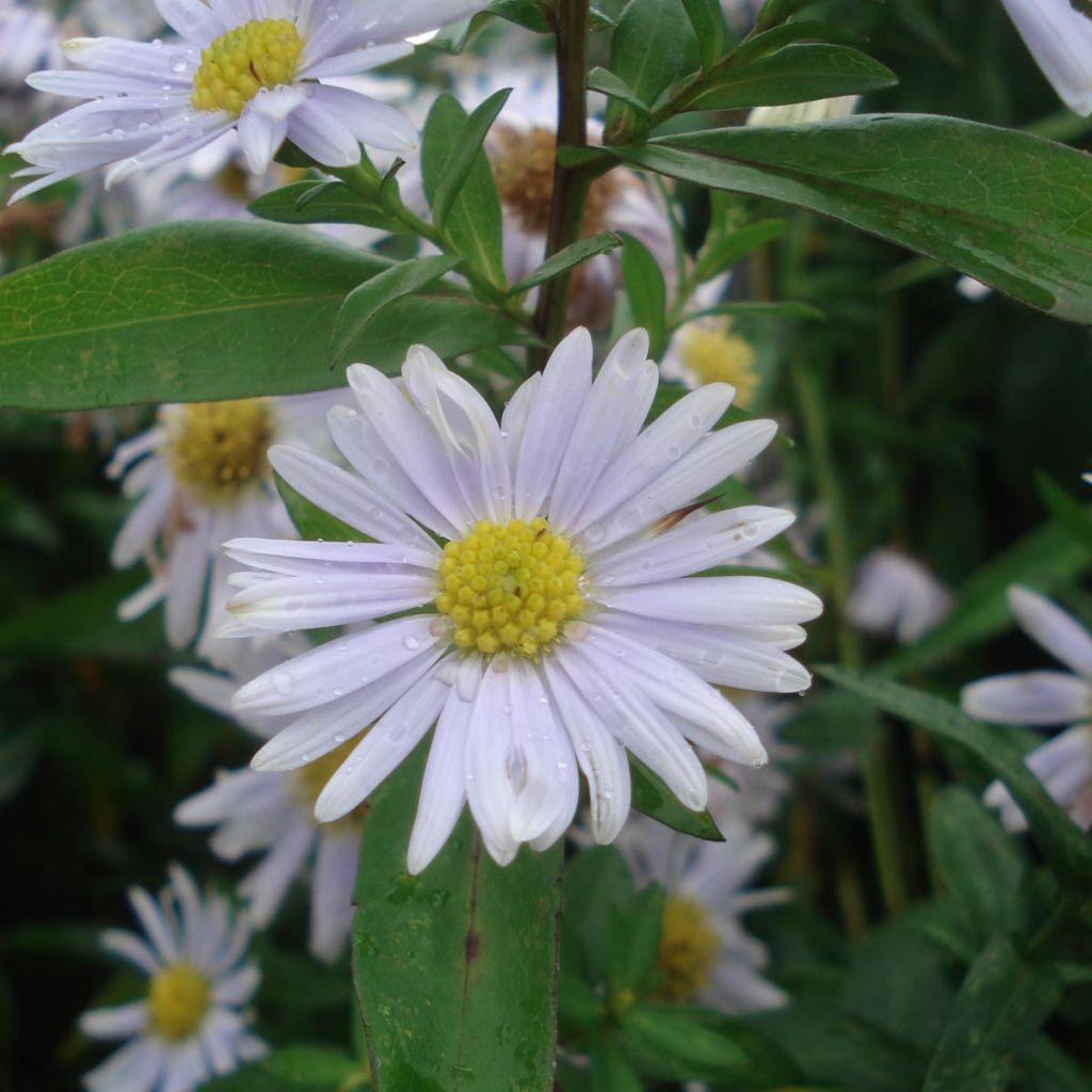 Aster novi-belgii Porzellan - Aster grand d'automne blanc bleuté