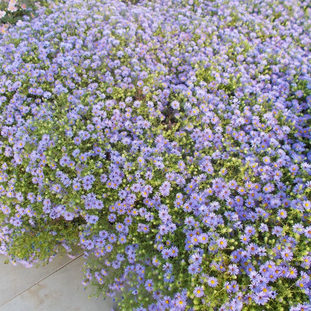 Aster oblongifolium October Skies