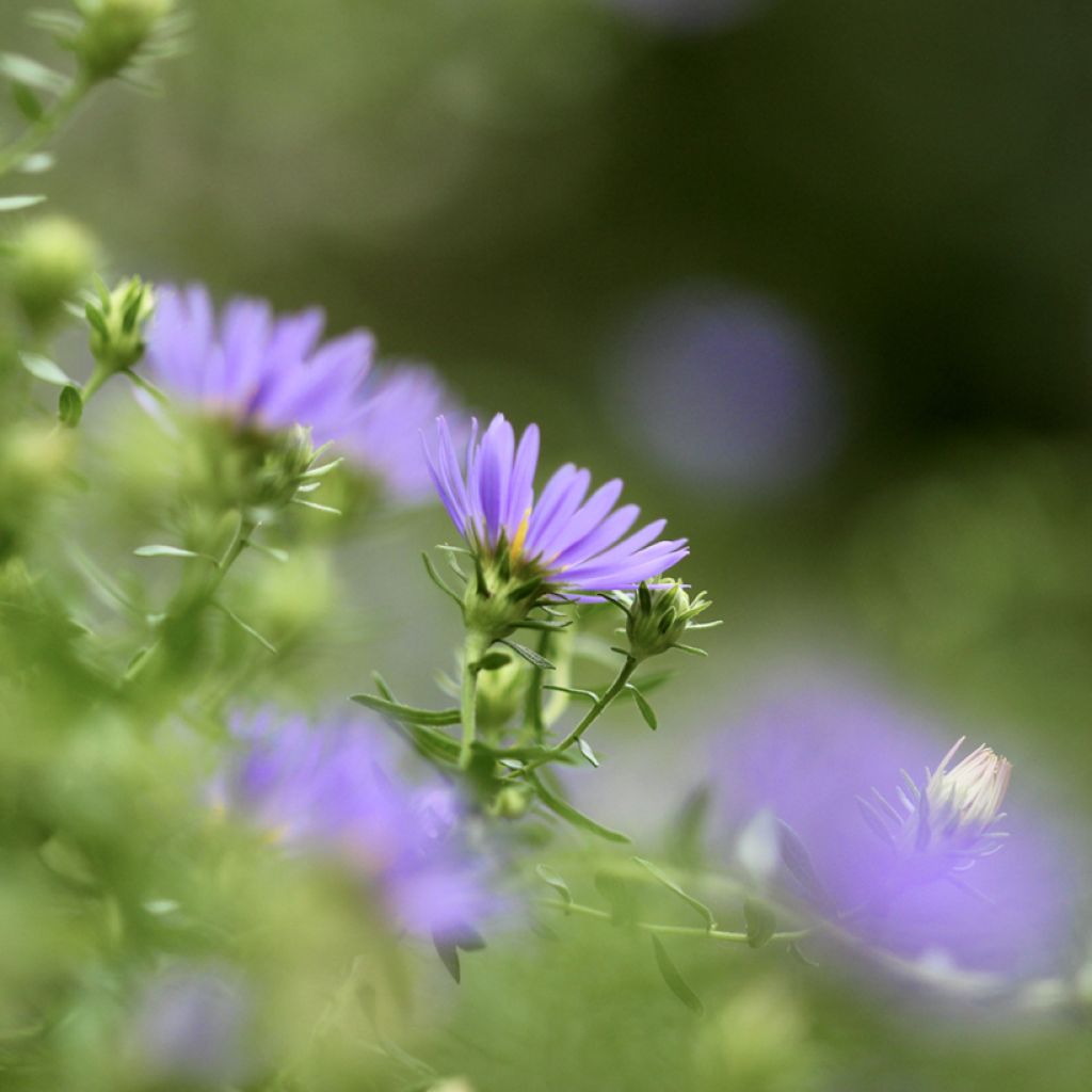 Aster oblongifolium October Skies