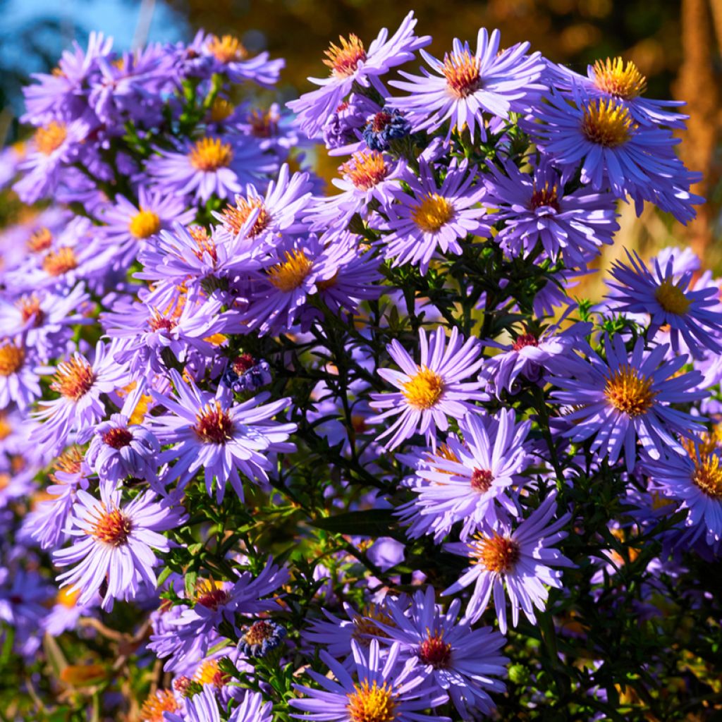 Aster oblongifolium October Skies