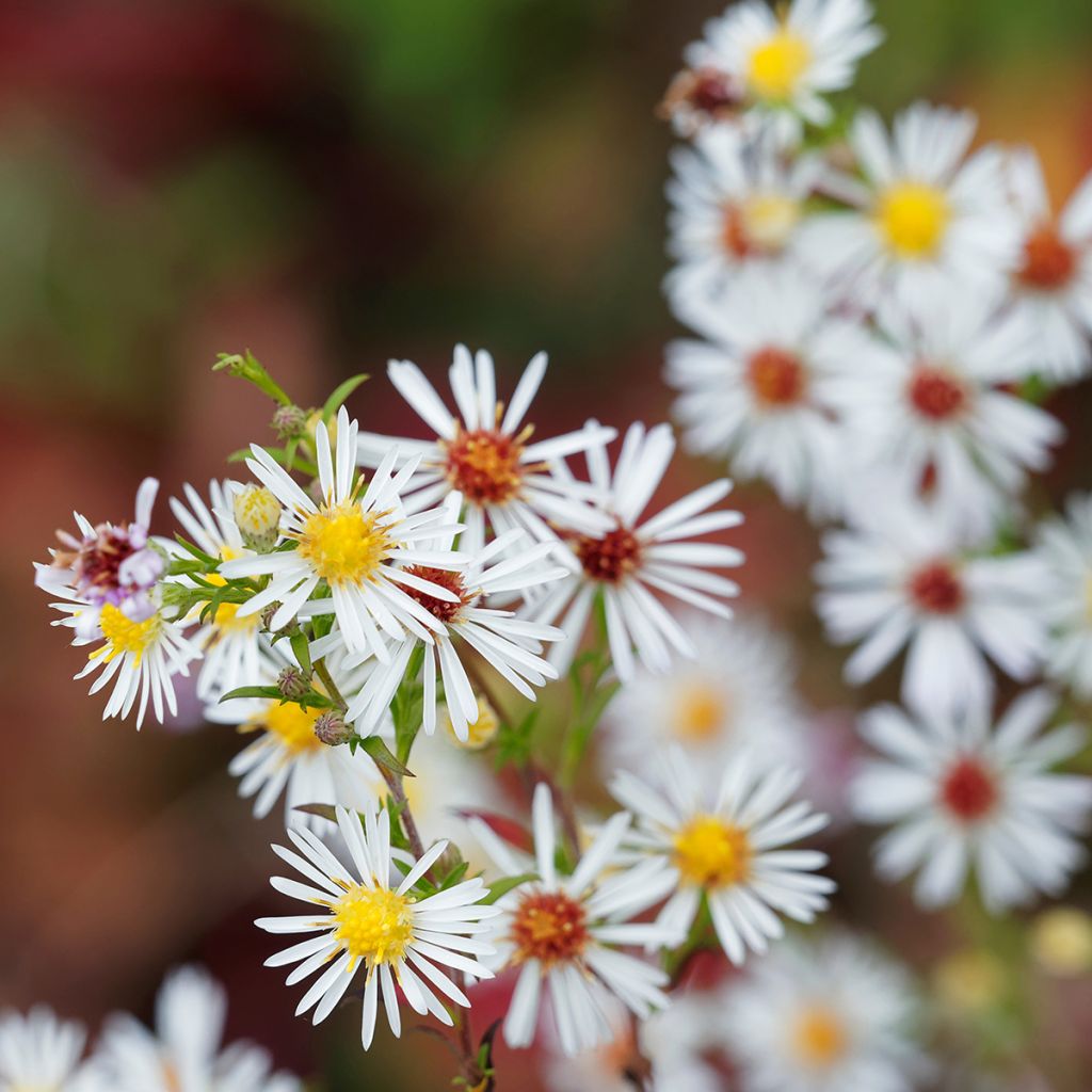 Aster ericoides var. pringlei Monte Cassino