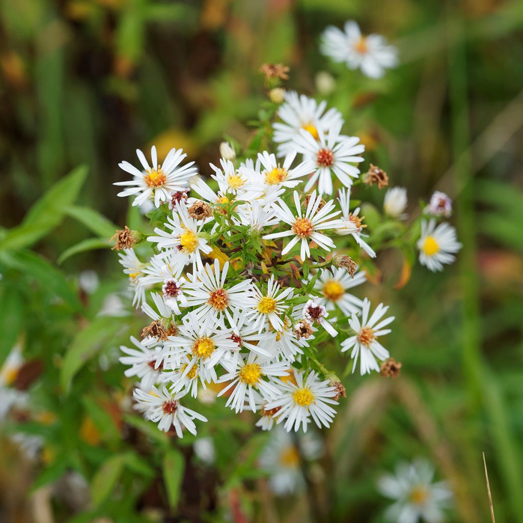 Aster ericoides var. pringlei Monte Cassino