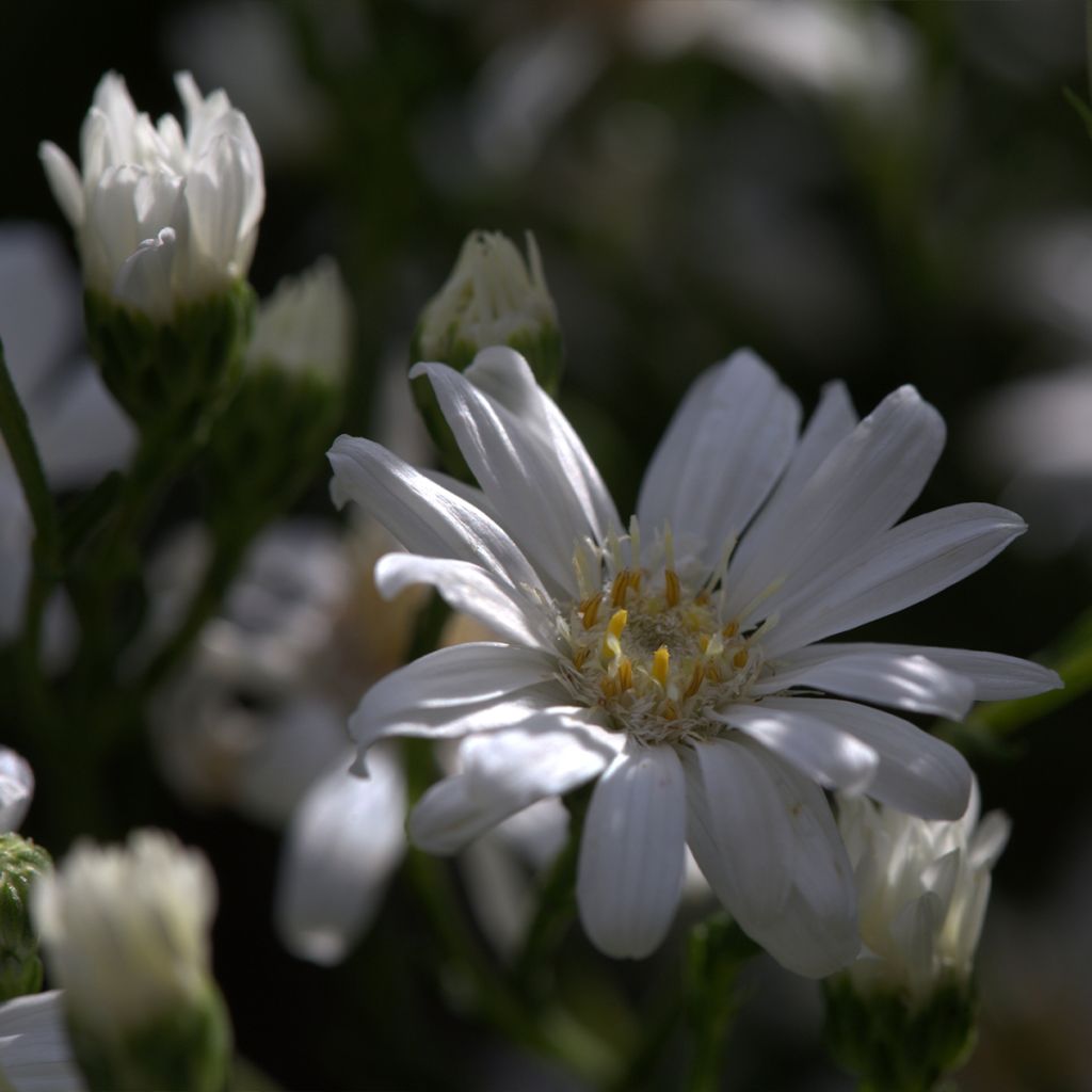 Aster ptarmicoïdes