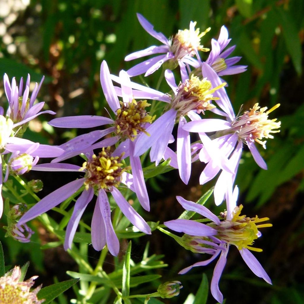 Aster à feuilles de sedum - Aster sedifolius