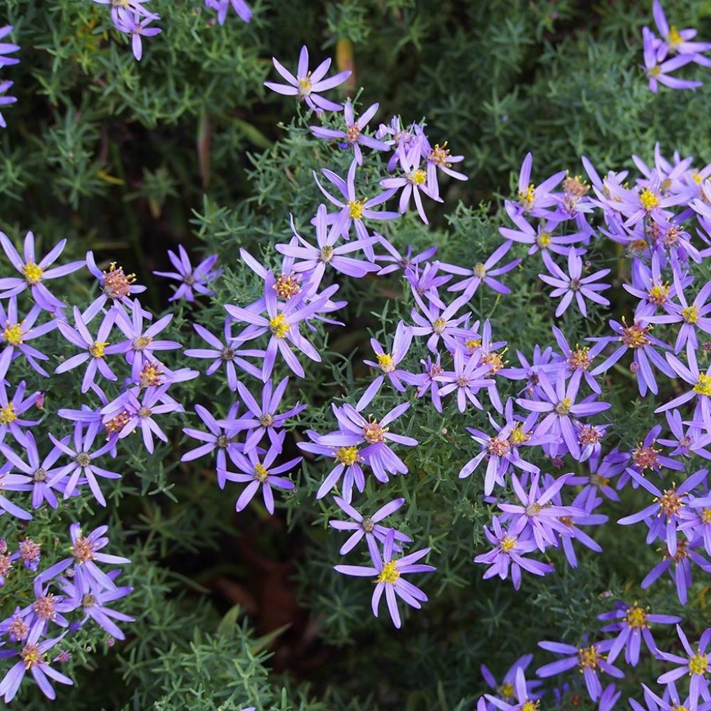 Aster à feuilles de sedum Nanus - Aster sedifolius