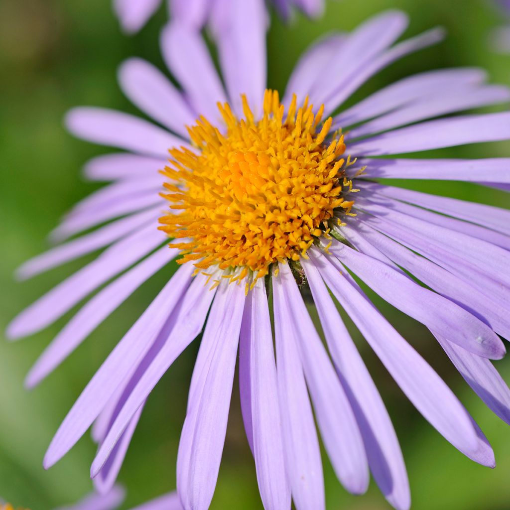 Aster stracheyi