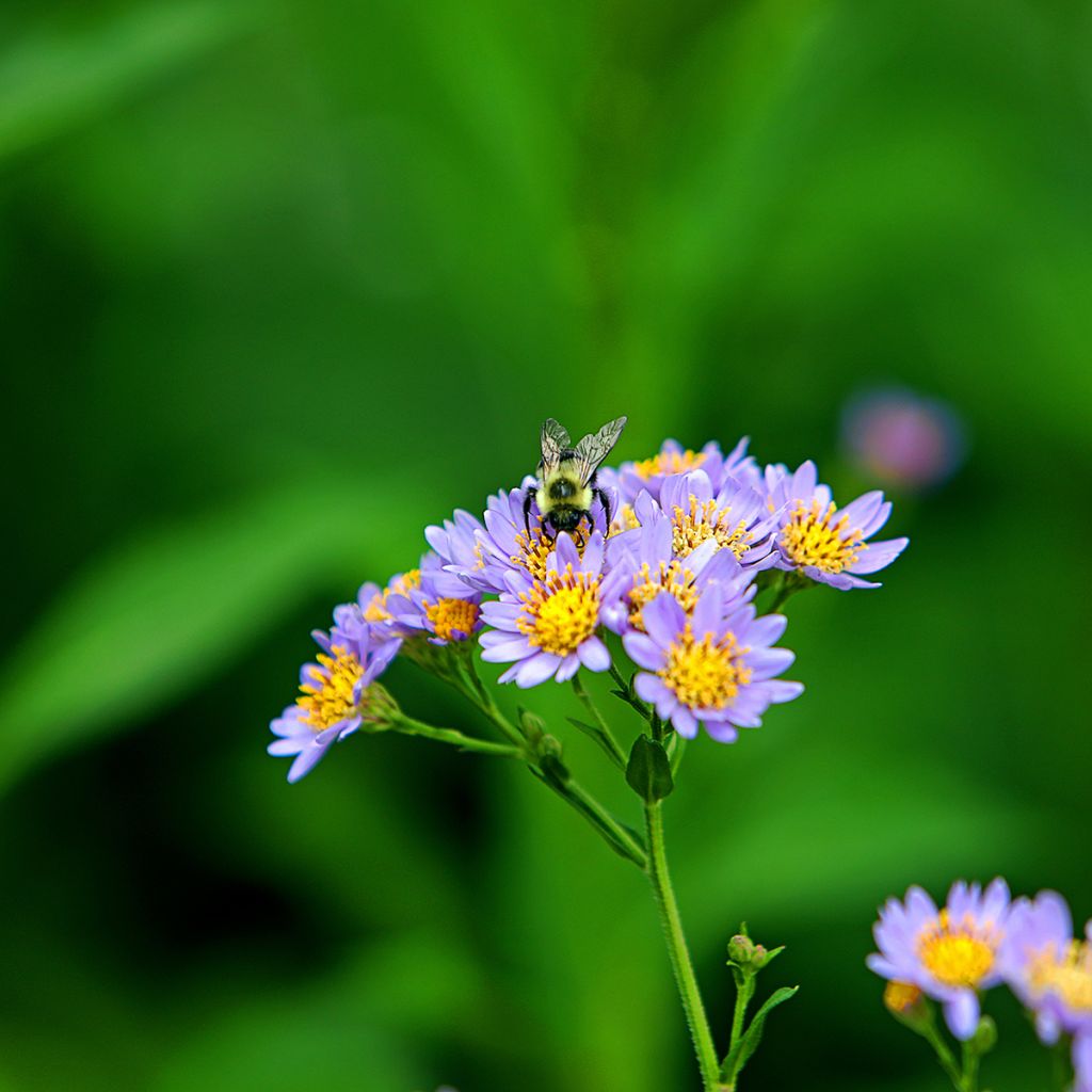 Aster tataricus Jindai