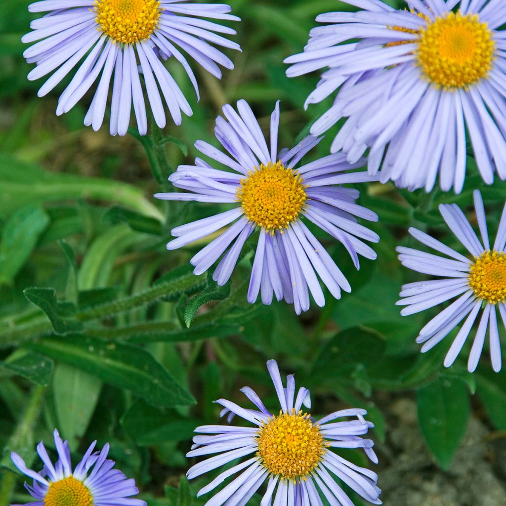 Aster tongolensis Wartburgstern