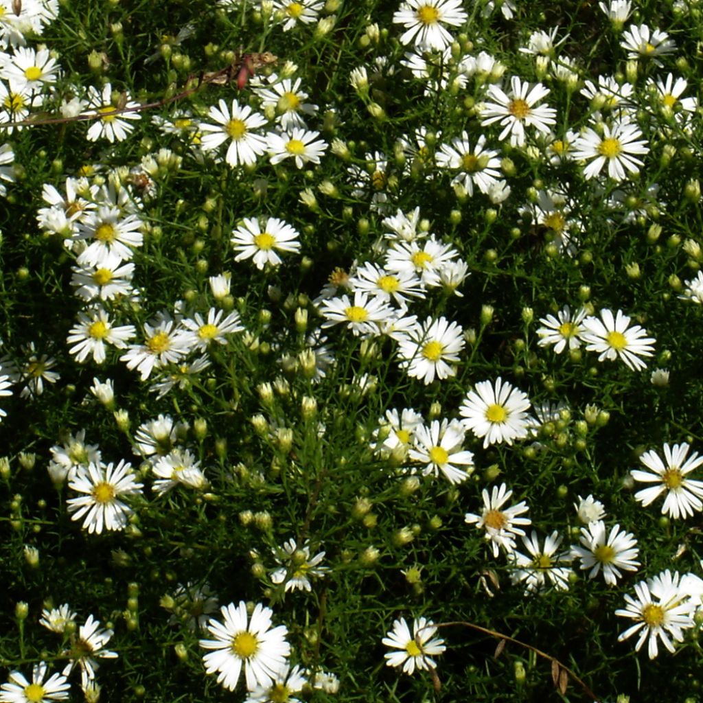 Aster tradescantii