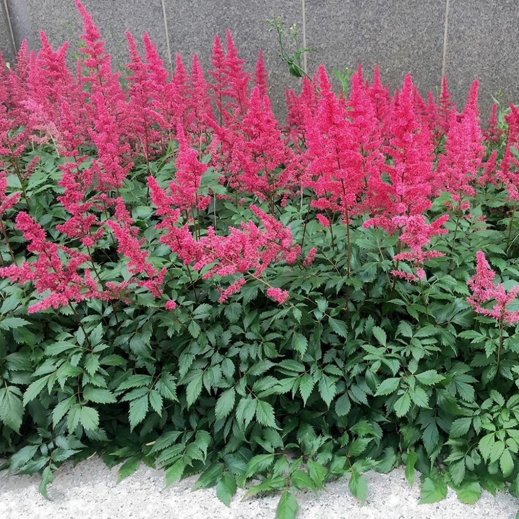 Astilbe Vision in Red