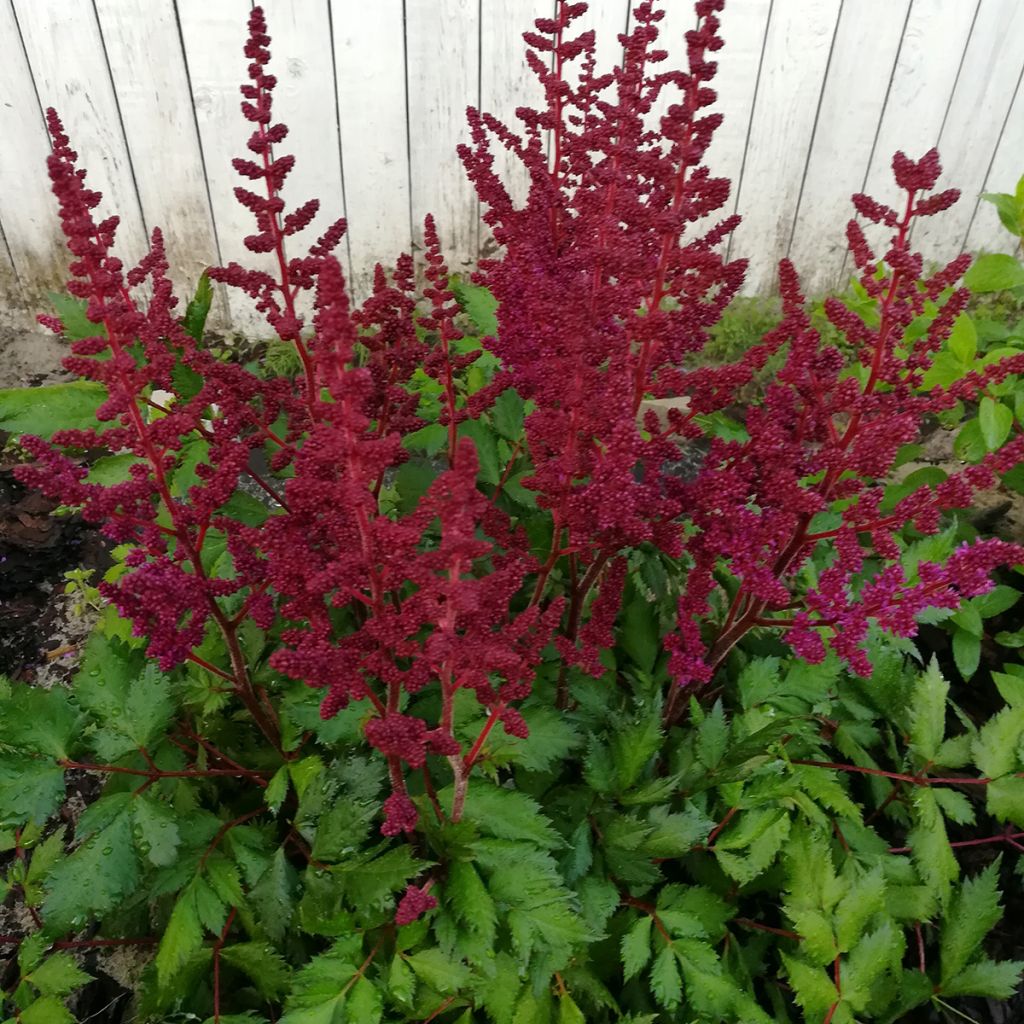 Astilbe chinensis Vision in Red