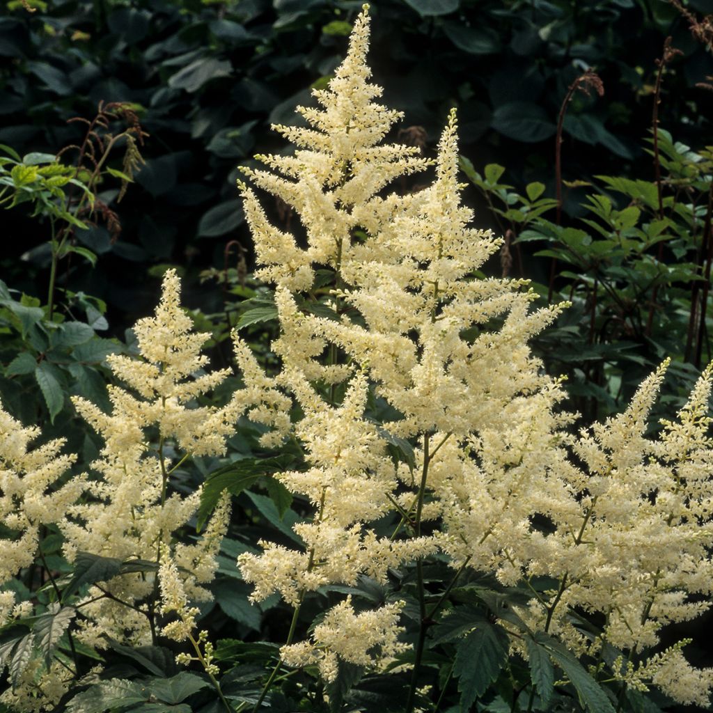 Astilbe japonica Washington