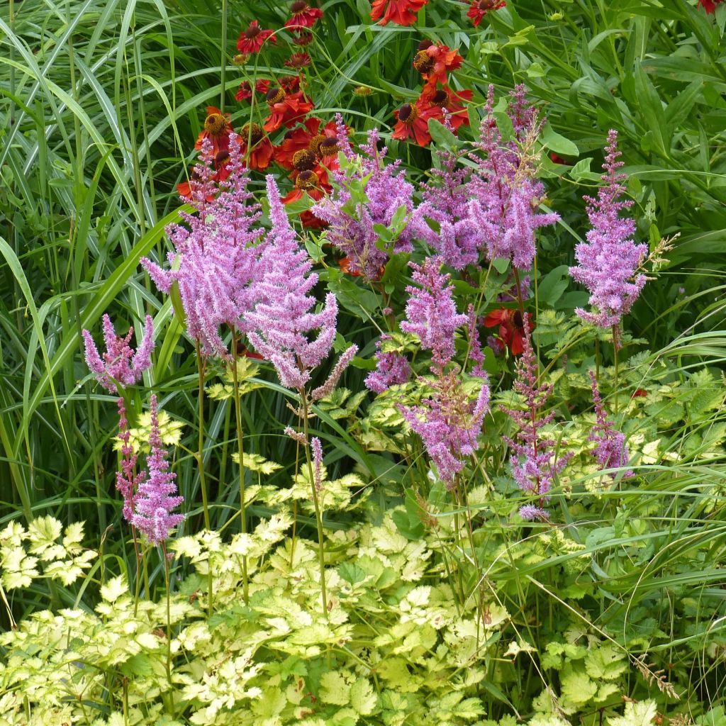 Astilbe arendsii Color Flash Lime