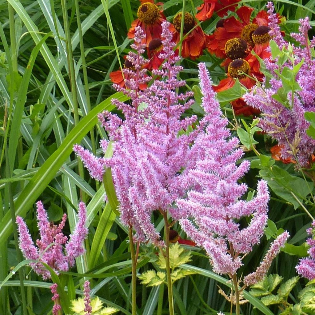 Astilbe arendsii Color Flash Lime