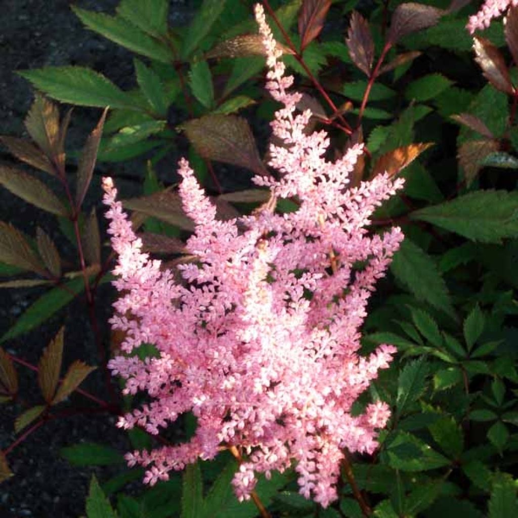 Astilbe arendsii Erika