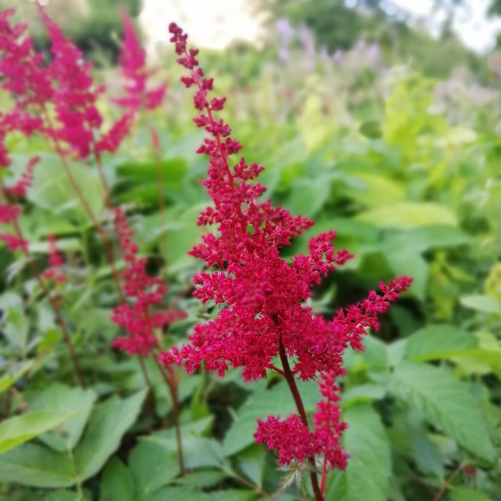 Astilbe arendsii Fanal