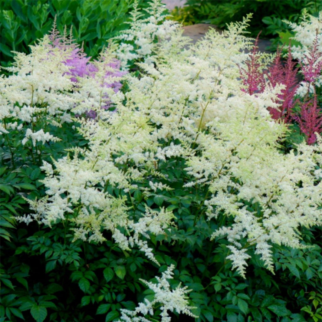 Astilbe arendsii Rock and Roll