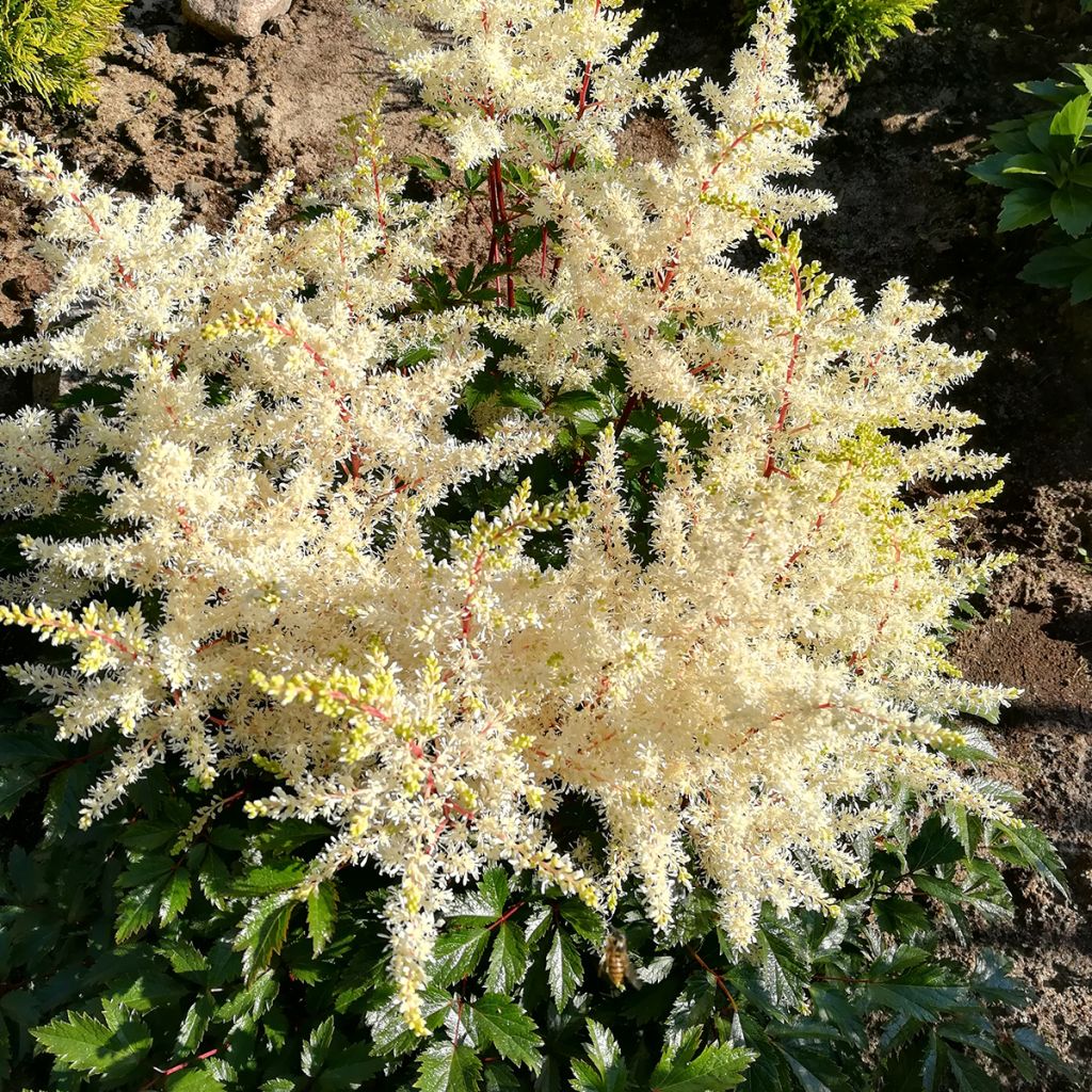 Astilbe arendsii Rock and Roll