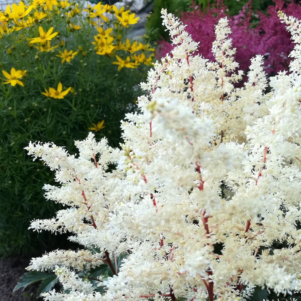 Astilbe arendsii Rock and Roll