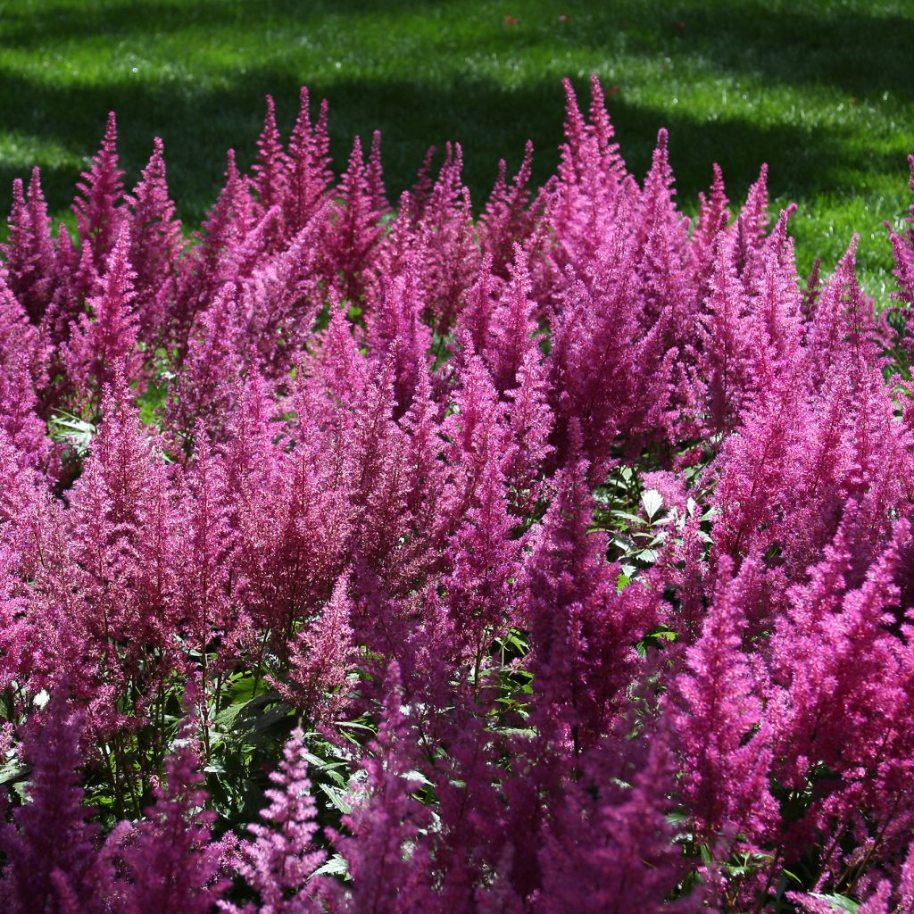 Astilbe chinensis Visions