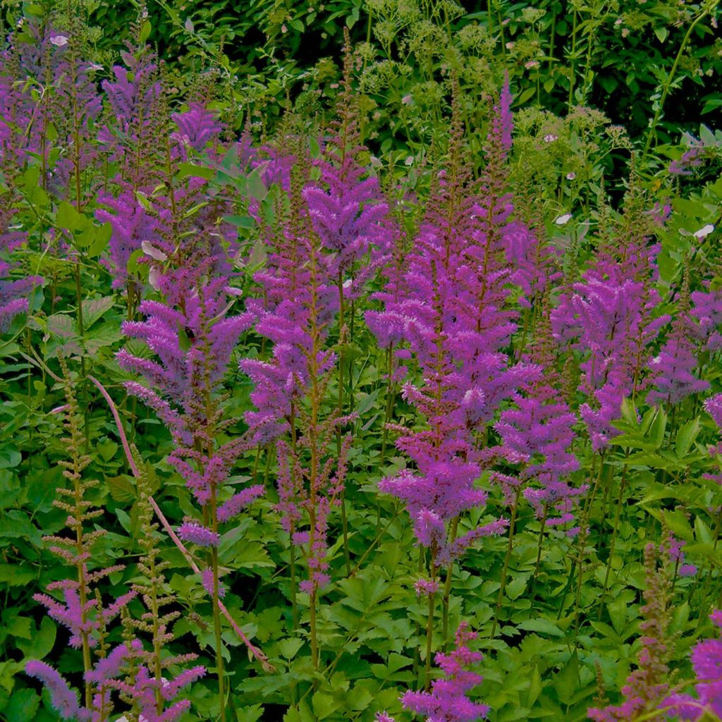 Astilbe chinensis var. taquetii Superba