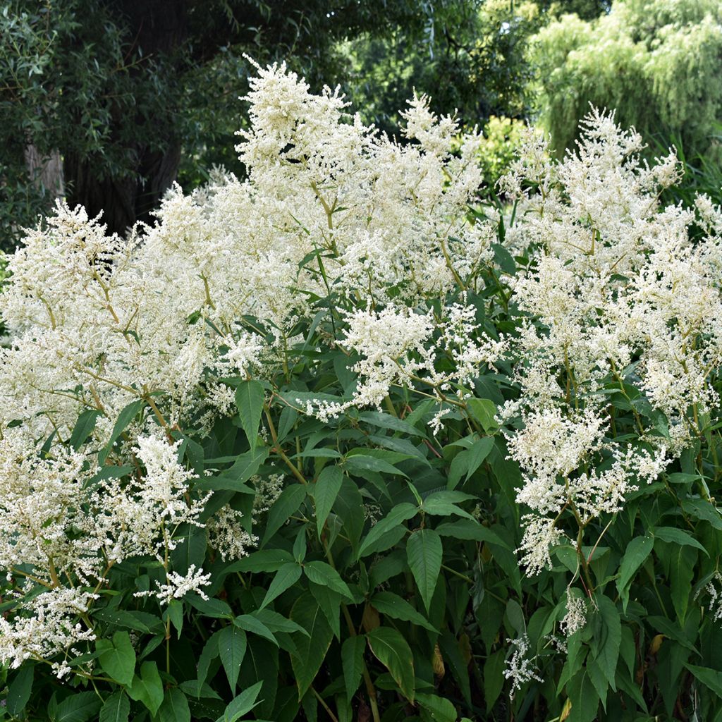 Astilbe japonica Deutschland