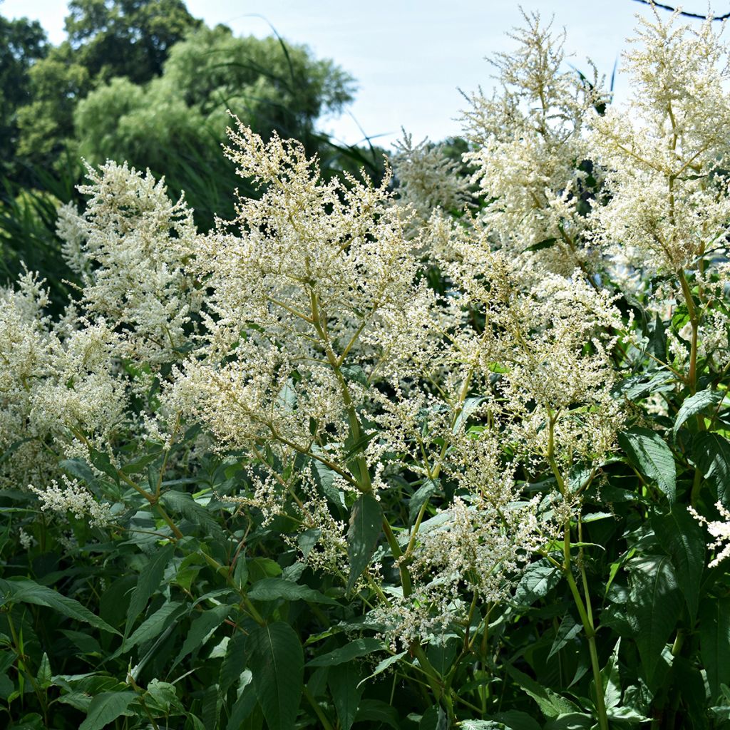 Astilbe japonica Deutschland