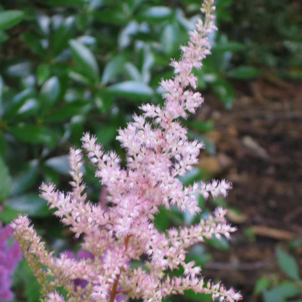 Astilbe japonica Peach Blossom - Astilbe du Japon Peach Blossom