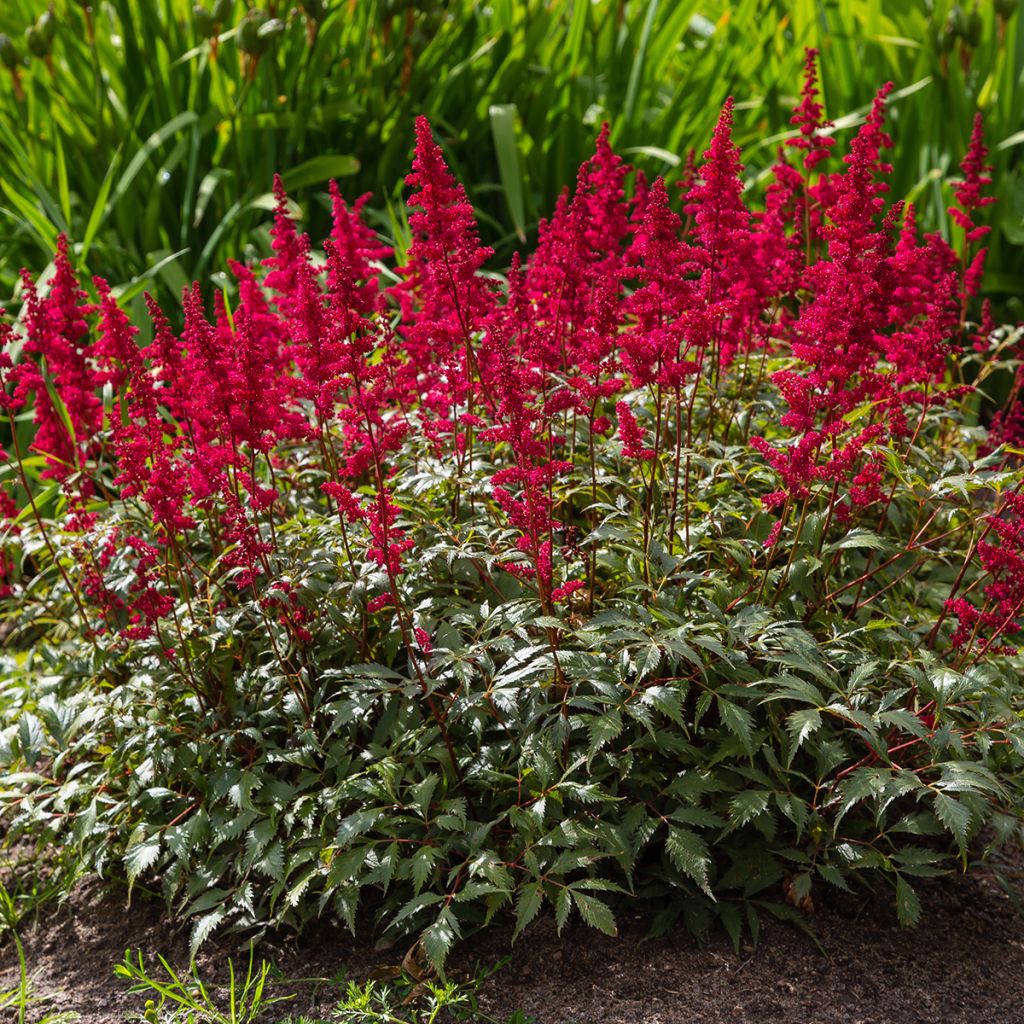 Astilbe japonica Red Sentinel