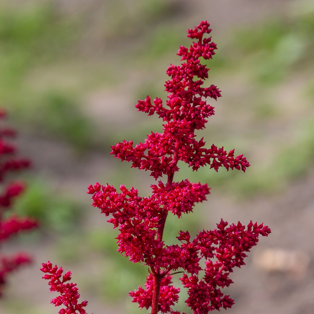 Astilbe japonica Red Sentinel