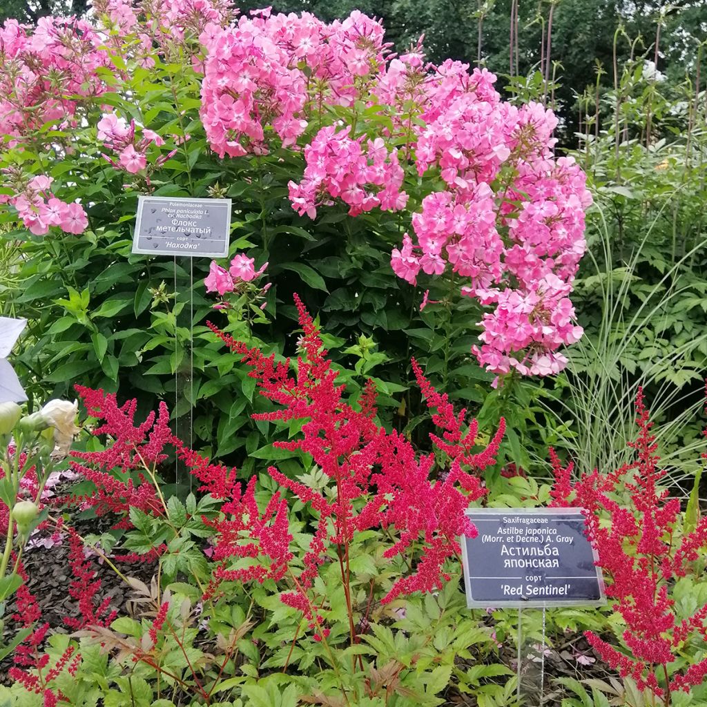 Astilbe japonica Red Sentinel