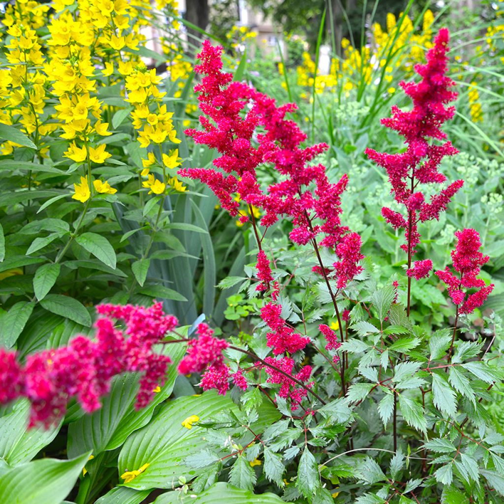 Astilbe japonica Vesuvius