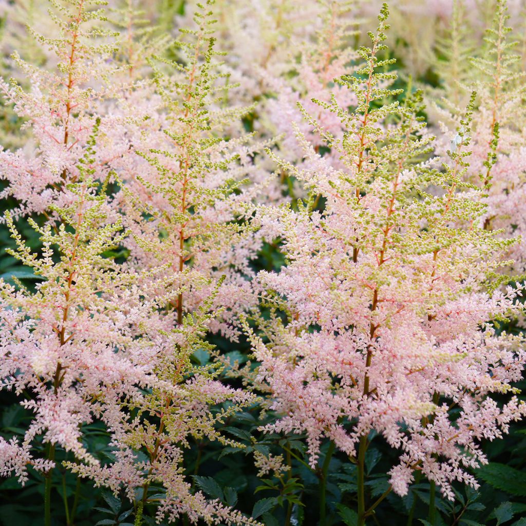 Astilbe simplicifolia Hennie Graafland