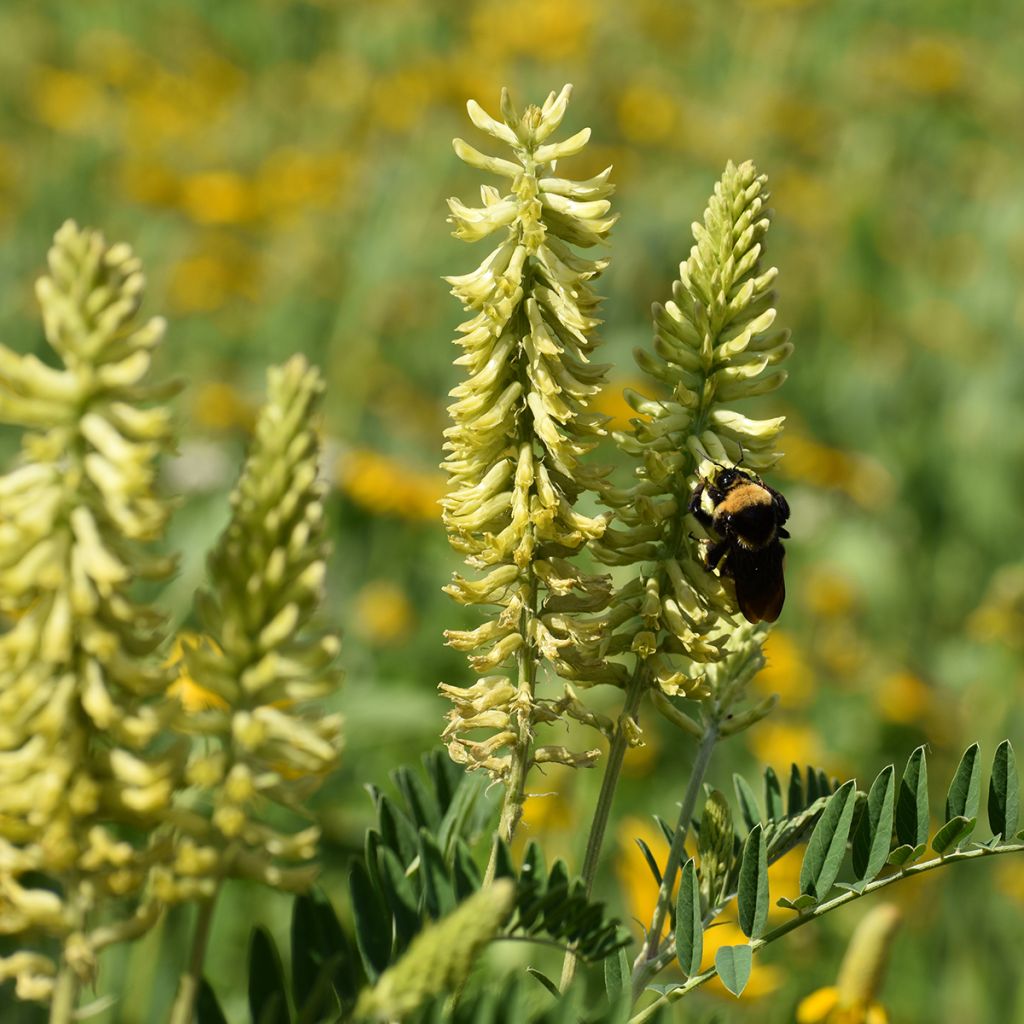 Astragalus canadensis