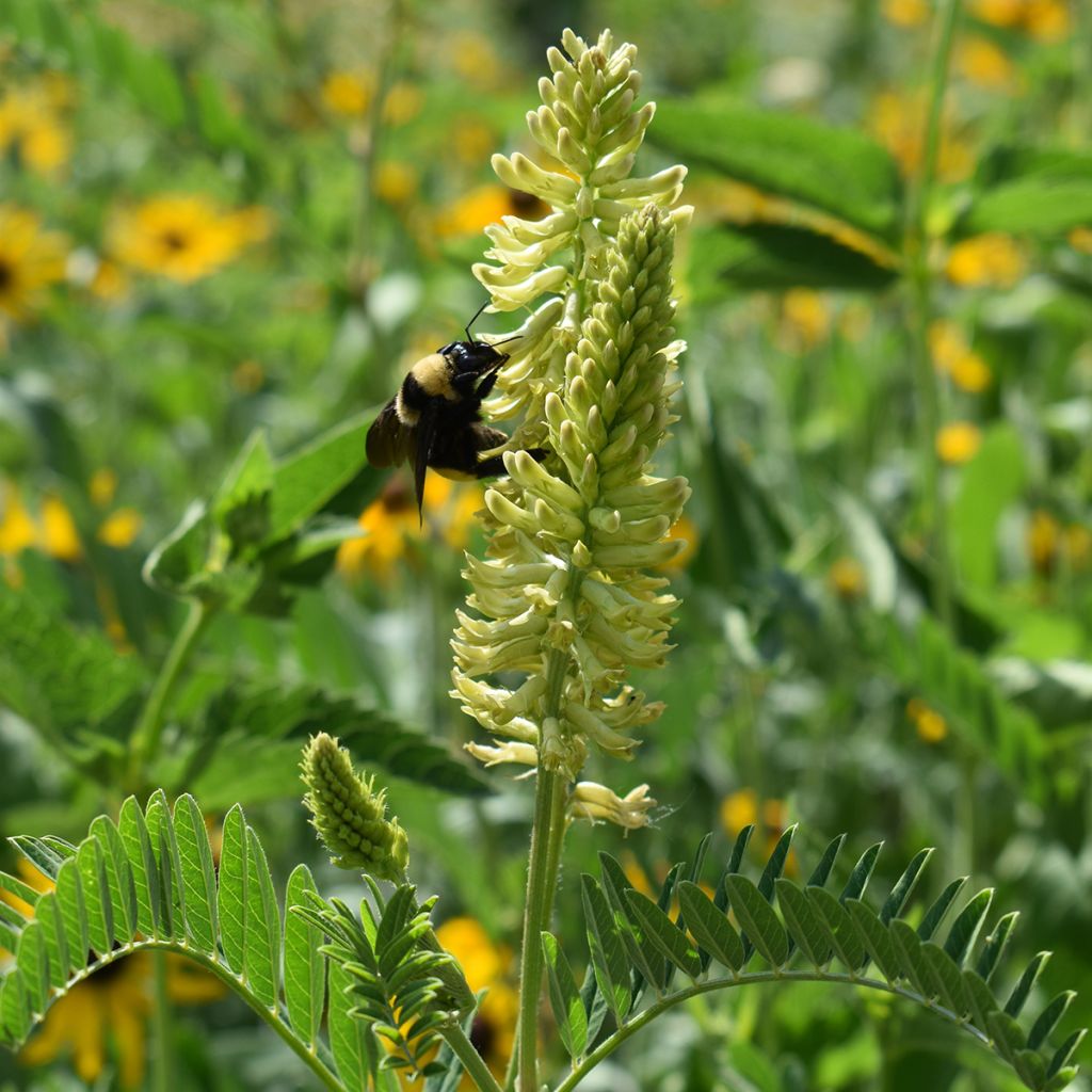 Astragalus canadensis