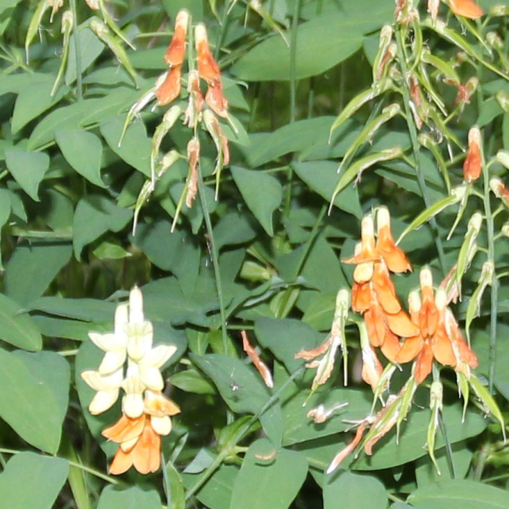 Astragalus glycyphyllos