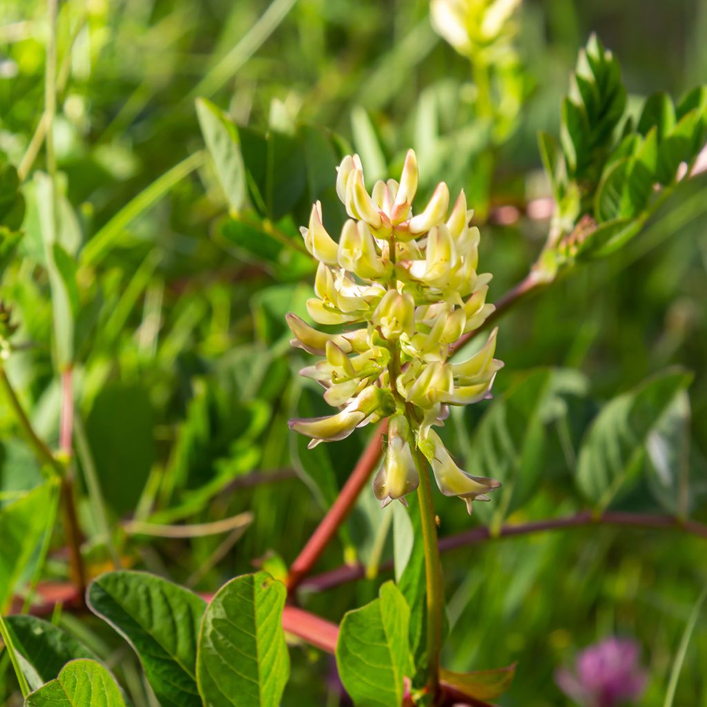 Astragalus glycyphyllos - Astragalo falsa-liquerizia