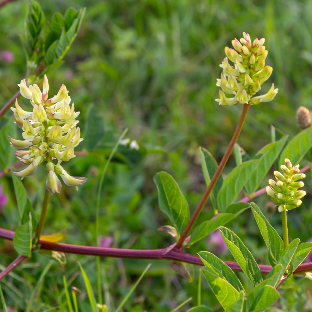 Astragalus glycyphyllos - Astragalo falsa-liquerizia