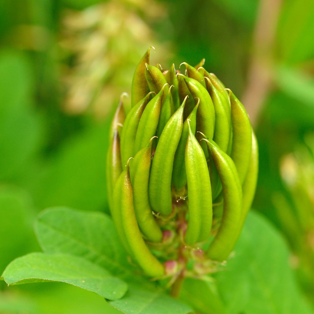 Astragalus glycyphyllos - Astragalo falsa-liquerizia