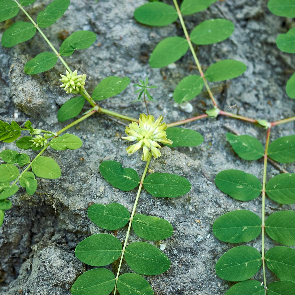 Astragalus glycyphyllos - Astragalo falsa-liquerizia