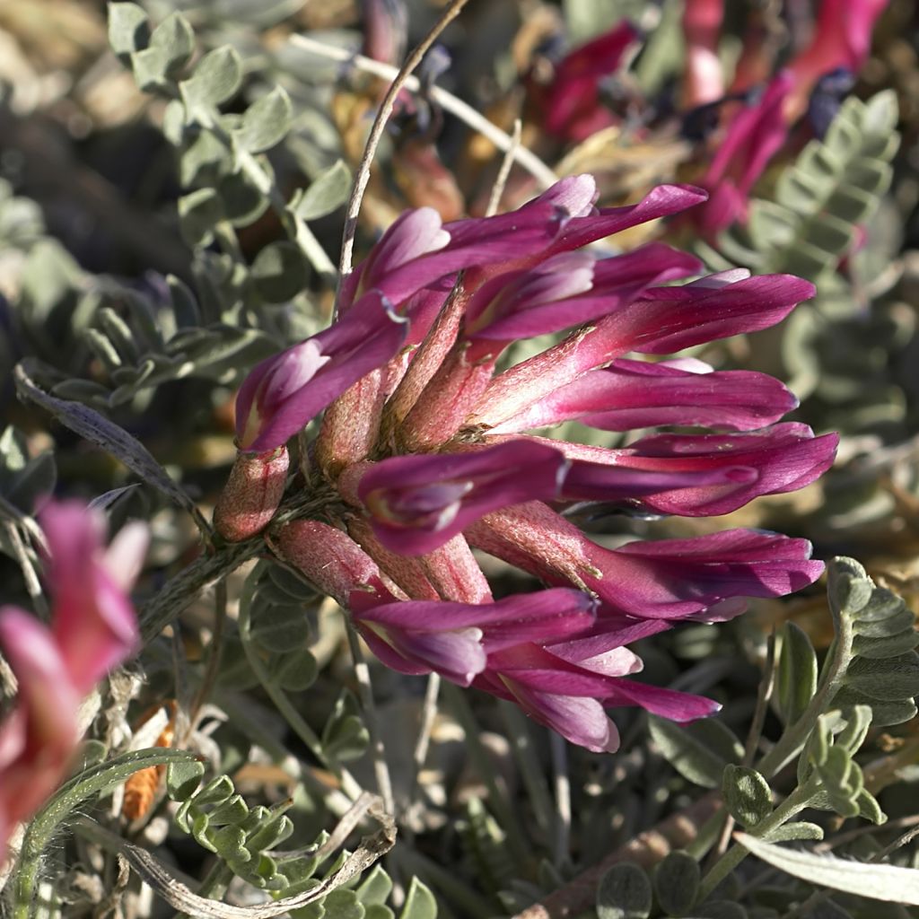 Astragalus monspessulanus