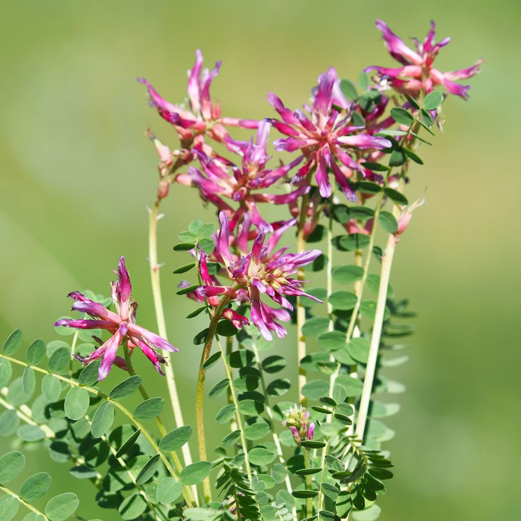 Astragalus monspessulanus - Astragalo rosato