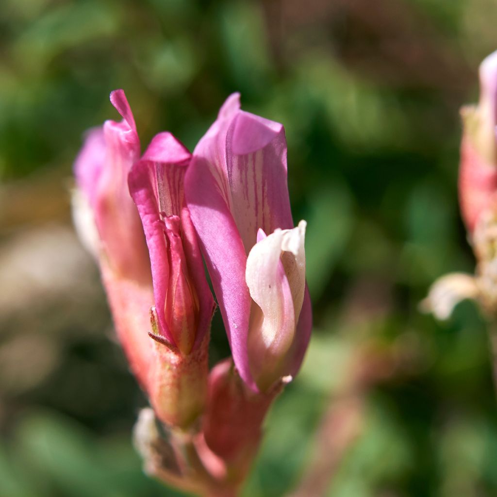 Astragalus monspessulanus - Astragalo rosato