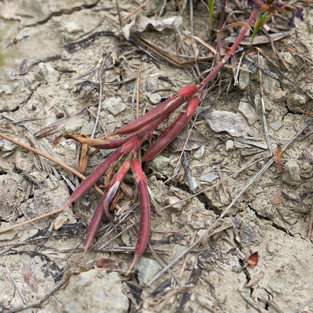 Astragalus monspessulanus - Astragalo rosato