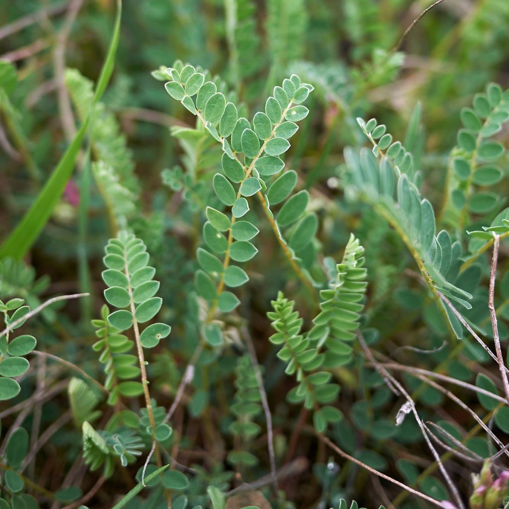 Astragalus monspessulanus - Astragalo rosato