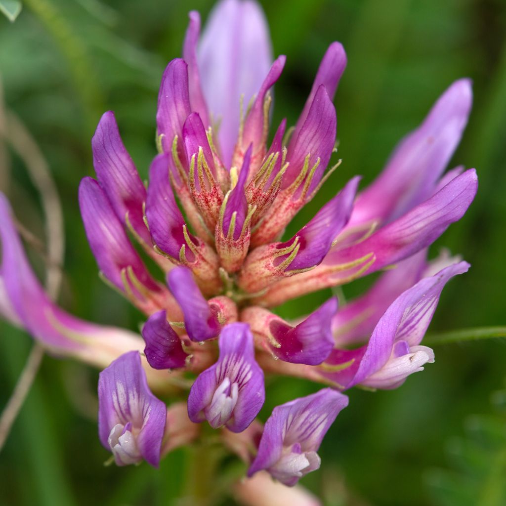 Astragalus monspessulanus - Astragalo rosato