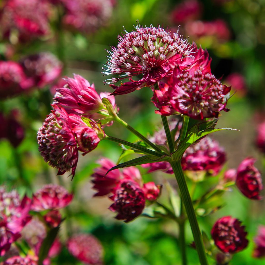 Astrantia major Star of Love